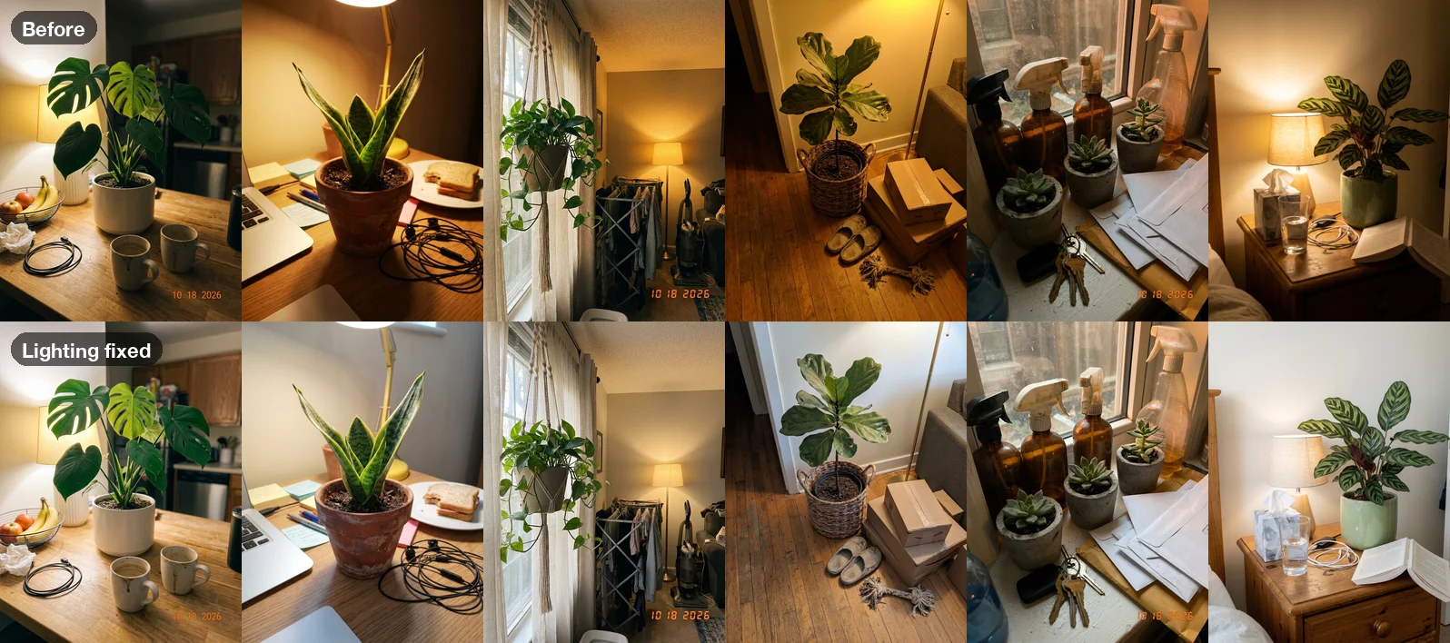 Six yellowish, dim home photos of houseplants in the top row and the same six photos in neutral, brighter daylight in the bottom row, with every object in place